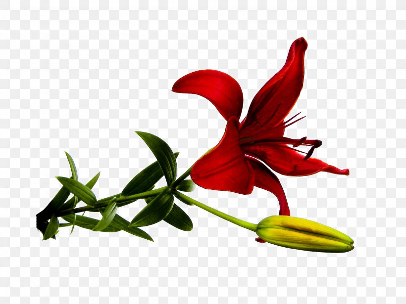 Flower Lilium Red, PNG, 2048x1536px, Flower, Amaryllis Belladonna, Color, Cut Flowers, Flora Download Free