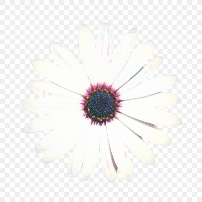 Pink Flower Cartoon, PNG, 1600x1600px, Oxeye Daisy, African Daisy, Barberton Daisy, Camomile, Chrysanthemum Download Free