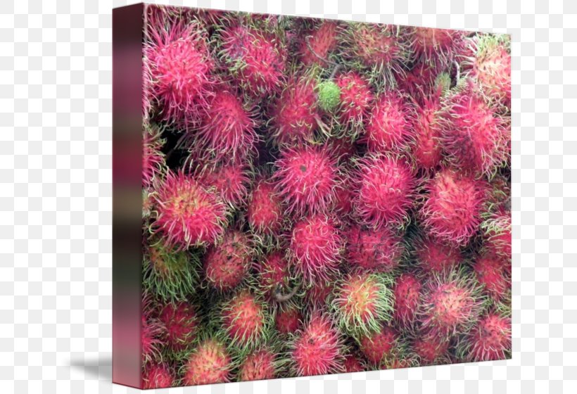 Rambutan, PNG, 650x560px, Rambutan, Food, Fruit, Plant, Soapberry Family Download Free