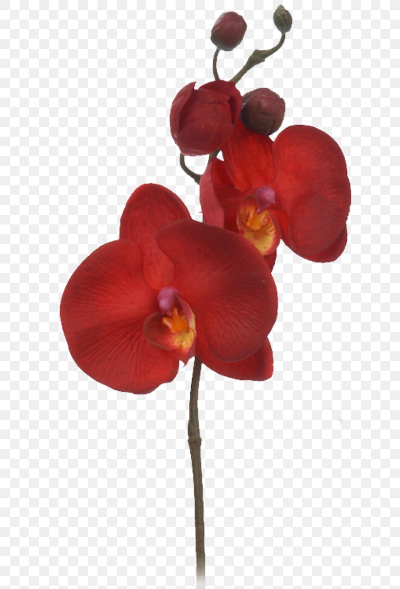 Cut Flowers Petal, PNG, 800x1207px, Flower, Cut Flowers, Flowering Plant, Internet, Magenta Download Free