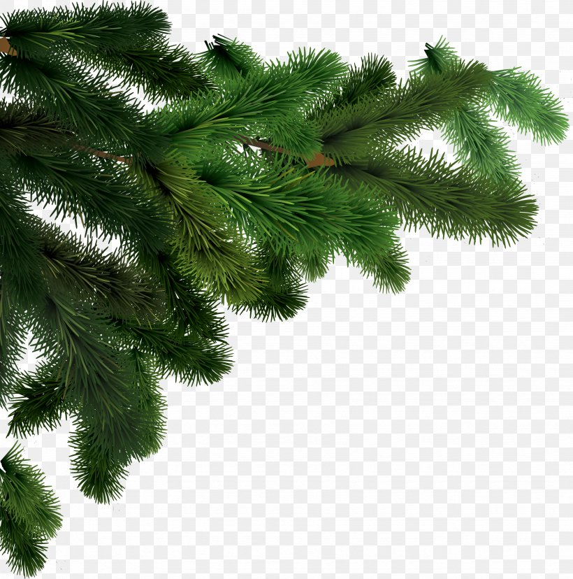 Tree Abies Alba Clip Art, PNG, 3494x3531px, Fir, Branch, Christmas, Christmas Decoration, Christmas Ornament Download Free