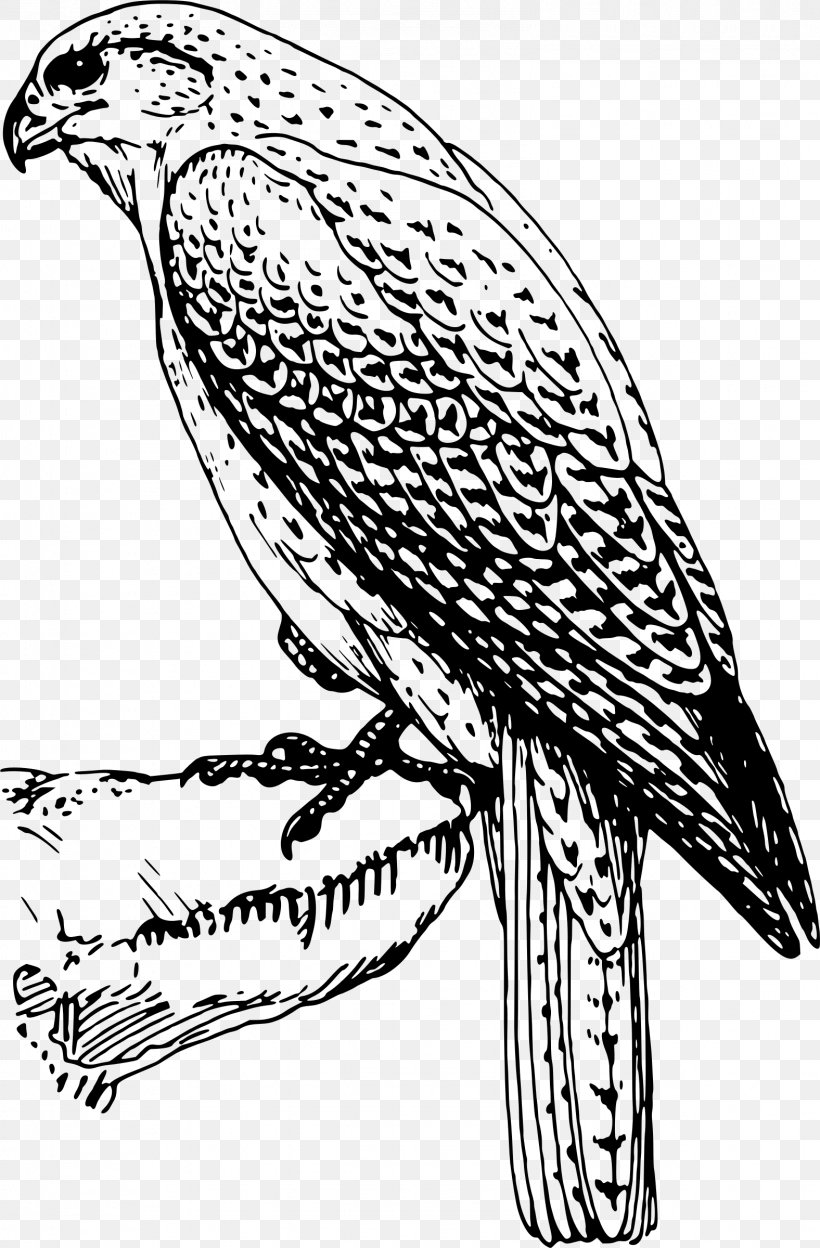 Bird Of Prey Clip Art, PNG, 1576x2400px, Bird, Art, Artwork, Beak, Bird Of Prey Download Free