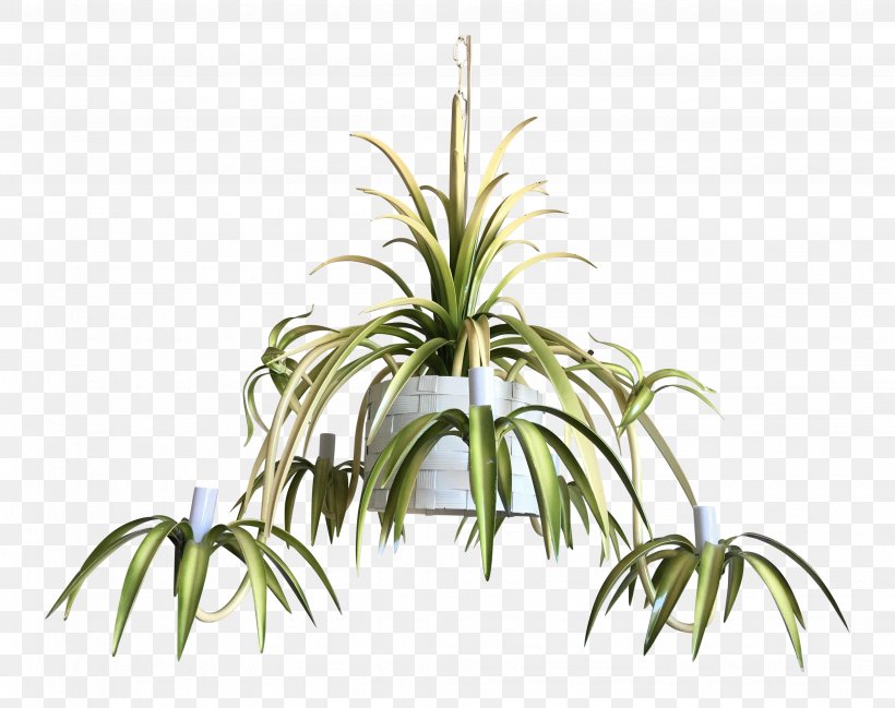 Chandelier Furniture Chlorophytum Comosum Plant Stem, PNG, 4118x3261px, Chandelier, Arecales, Chairish, Chlorophytum Comosum, Crystal Download Free