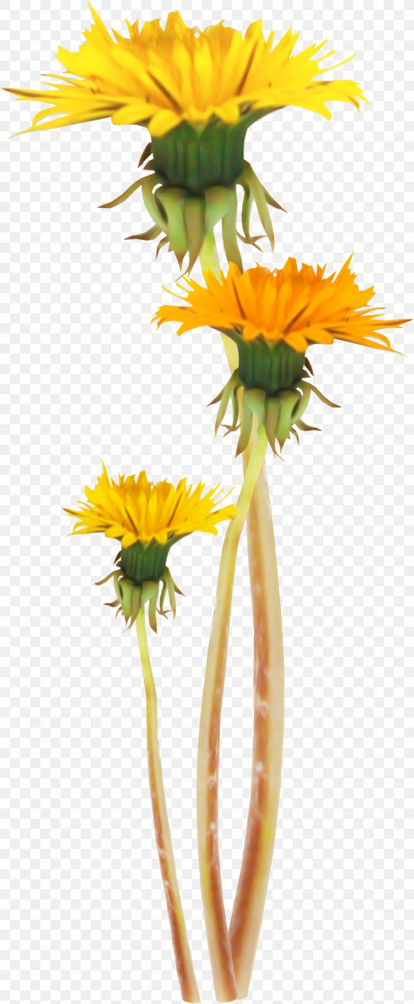 Dandelion Flower Yellow Clip Art, PNG, 926x2244px, Dandelion, Daisy, Daisy Family, Easter, Flower Download Free