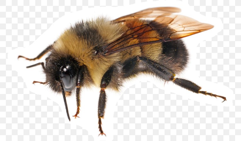 Franklin's Bumblebee Bombus Affinis Honey Bee, PNG, 768x480px, Bee, Arthropod, Bombus Affinis, Bumblebee, Colony Download Free