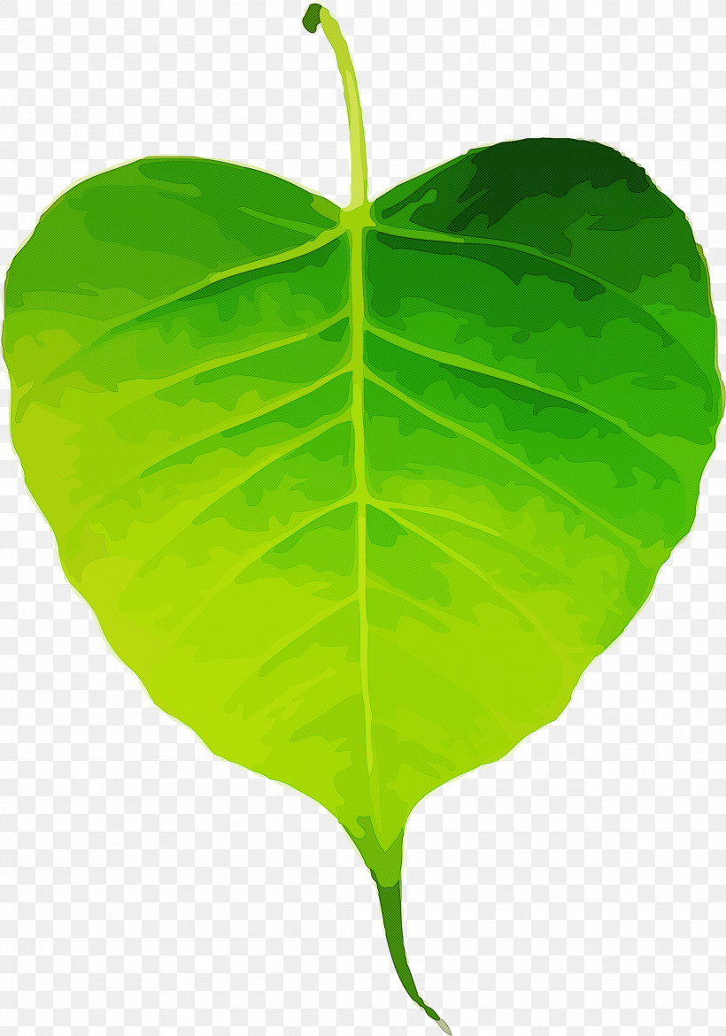 Bodhi Leaf Bodhi Day Bodhi, PNG, 2099x3000px, Bodhi Leaf, Alismatales, Anthurium, Arum Family, Bodhi Download Free