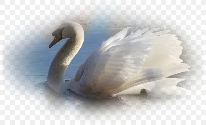 Cygnini Beak Feather, PNG, 800x500px, Cygnini, Beak, Bird, Ducks Geese And Swans, Feather Download Free