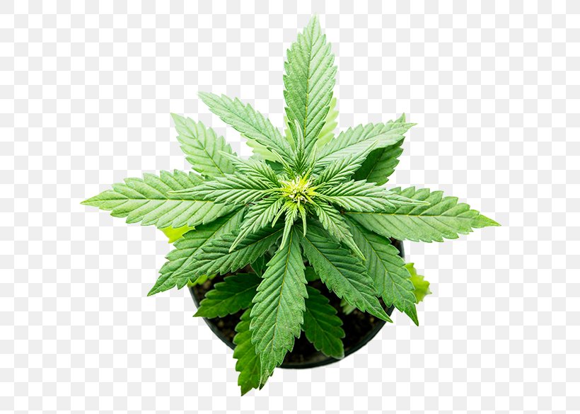 Hemp Medical Cannabis Plant Cannabidiol, PNG, 617x585px, Hemp, Cannabaceae, Cannabidiol, Cannabis, Cannabis Sativa Download Free