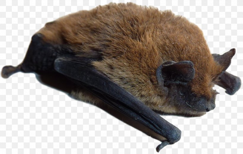 Little Brown Bat Rat Pest Control Vermin, PNG, 1872x1185px, Bat, Animal, Animal Bite, Big Brown Bat, Fur Download Free