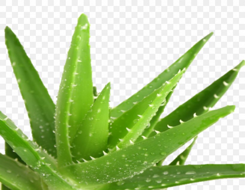 Aloe Vera Healing Medicine Wound Medicinal Plants, PNG, 989x768px, Aloe Vera, Aloe, Aloes, Antiseptic, Burn Download Free