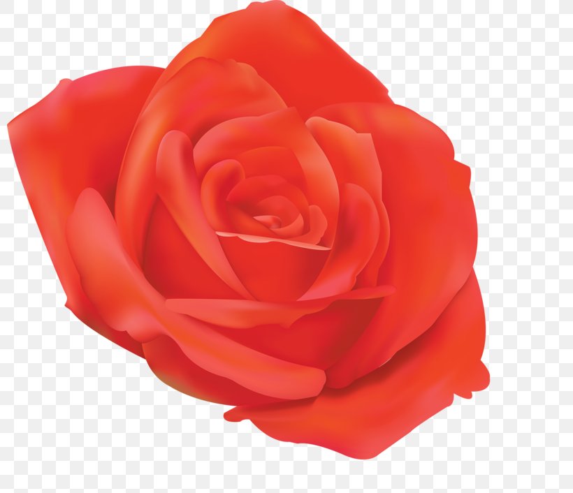 Garden Roses 0 1790s Floribunda Petal, PNG, 800x706px, Garden Roses, Cut Flowers, Floribunda, Flower, Flowering Plant Download Free