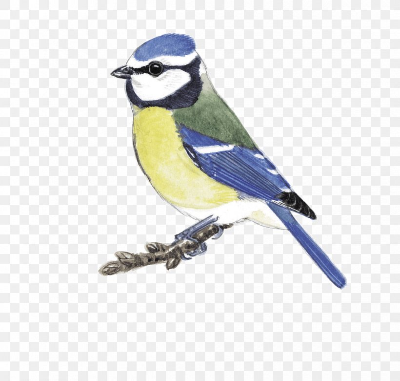Blue Jay Finch Cobalt Blue Beak Chickadee, PNG, 1220x1161px, Blue Jay, Beak, Bird, Blue, Chickadee Download Free