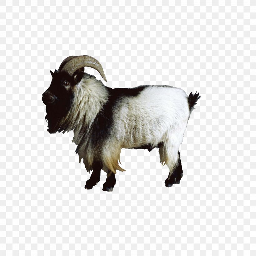 Boer Goat Nigerian Dwarf Goat Sheep Cattle, PNG, 2953x2953px, Boer Goat, Animal, Caprinae, Cattle, Cow Goat Family Download Free