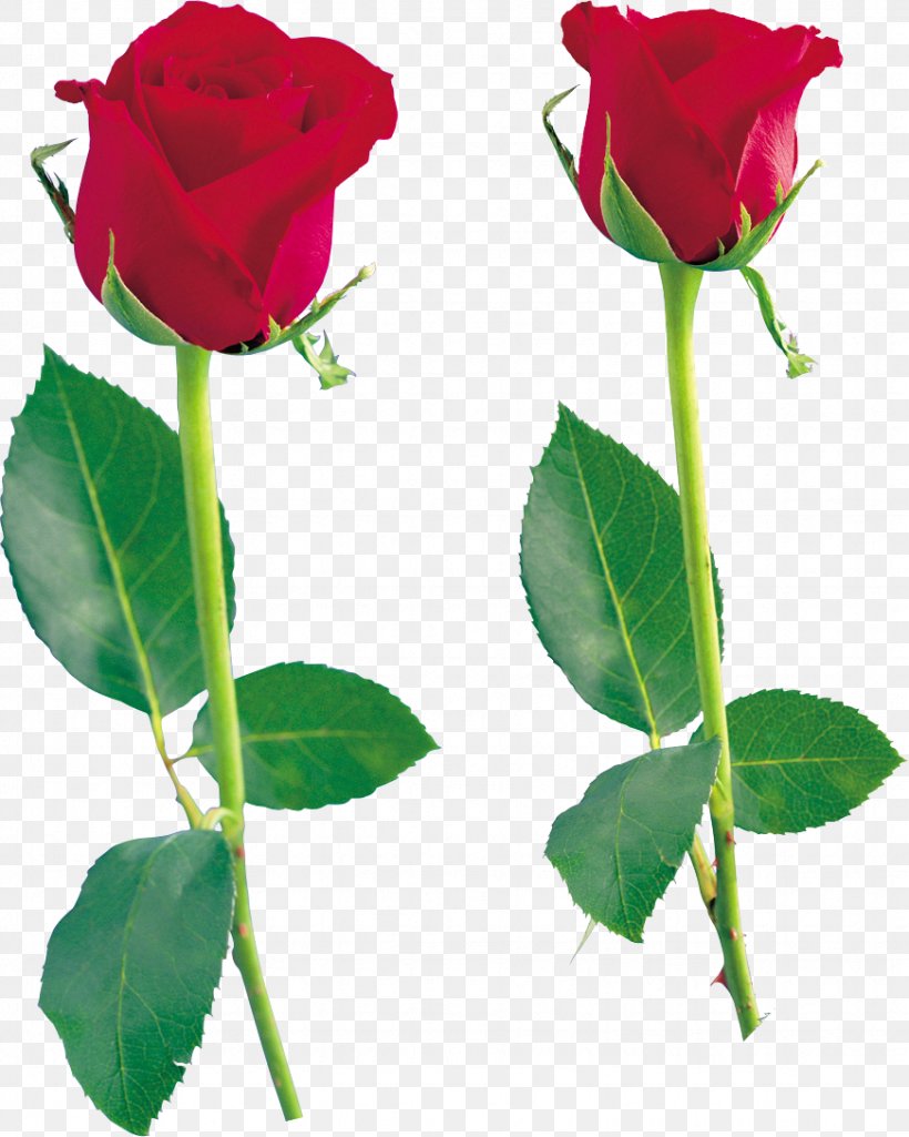 Flower Desktop Wallpaper Clip Art, PNG, 871x1089px, Flower, Bud, Centifolia Roses, China Rose, Cut Flowers Download Free
