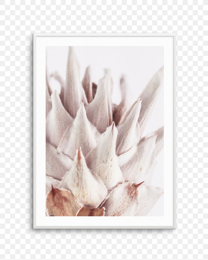 King Protea Fine Art Petal Flower, PNG, 812x1023px, Watercolor, Cartoon, Flower, Frame, Heart Download Free