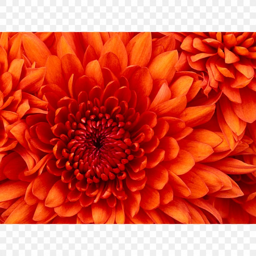 Pinochle Is The Name Of The Game Flower Delivery Customer Service Paper Ken's Flower Shop, PNG, 1000x1000px, Flower Delivery, Bag, Chrysanths, Customer Service, Dahlia Download Free