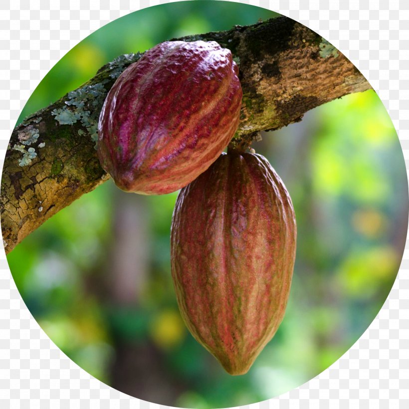 Cocoa Bean Cargill Chocolate Agriculture Cocoa Solids, PNG, 2000x2000px, Cocoa Bean, Agriculture, Bud, Cargill, Chocolate Download Free