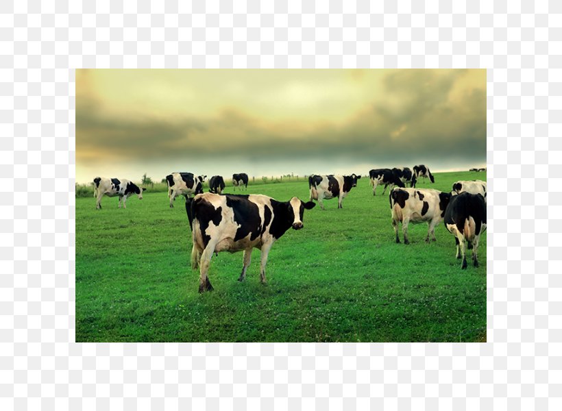 Cow Wallpaper Beef Cattle Desktop Wallpaper High-definition Television Wallpaper, PNG, 600x600px, Cow Wallpaper, Agriculture, Beef Cattle, Cattle, Cattle Like Mammal Download Free