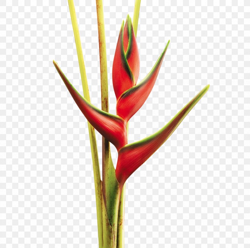 Cut Flowers Lobster-claws Colombia Plant Stem, PNG ...