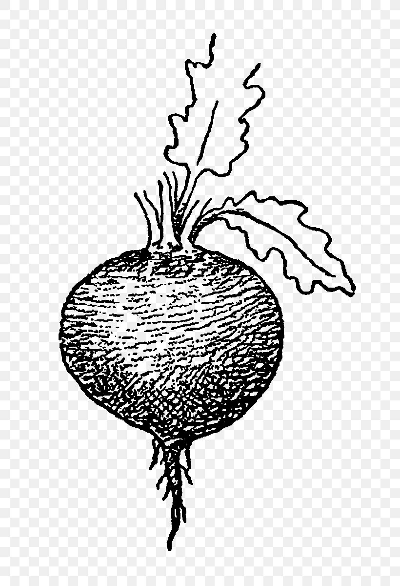 Drawing Beetroot Tuber Parsnip, PNG, 756x1200px, Drawing, Art, Beetroot, Black And White, Branch Download Free