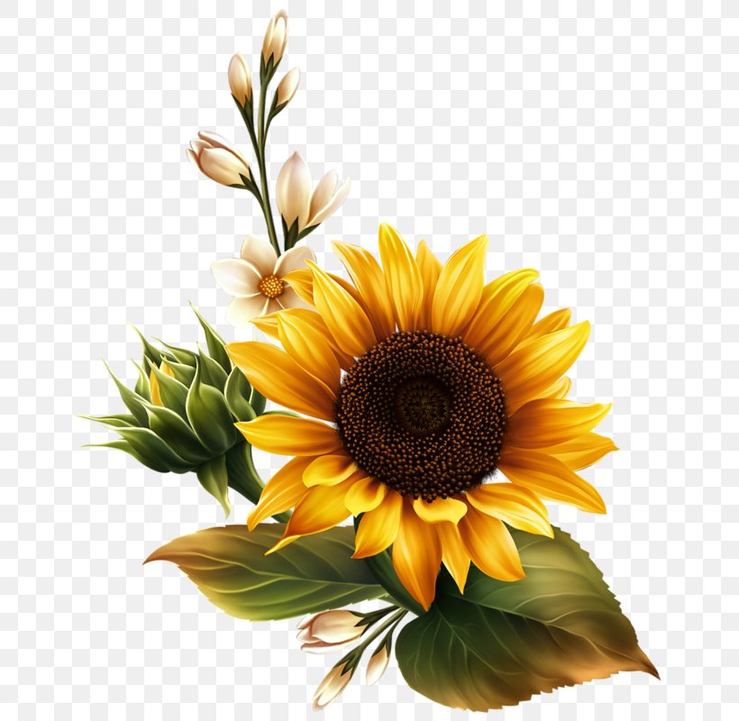 Common Sunflower Sunflower Seed Clip Art, PNG, 679x800px, Common Sunflower, Art, Artist, Cut Flowers, Daisy Family Download Free