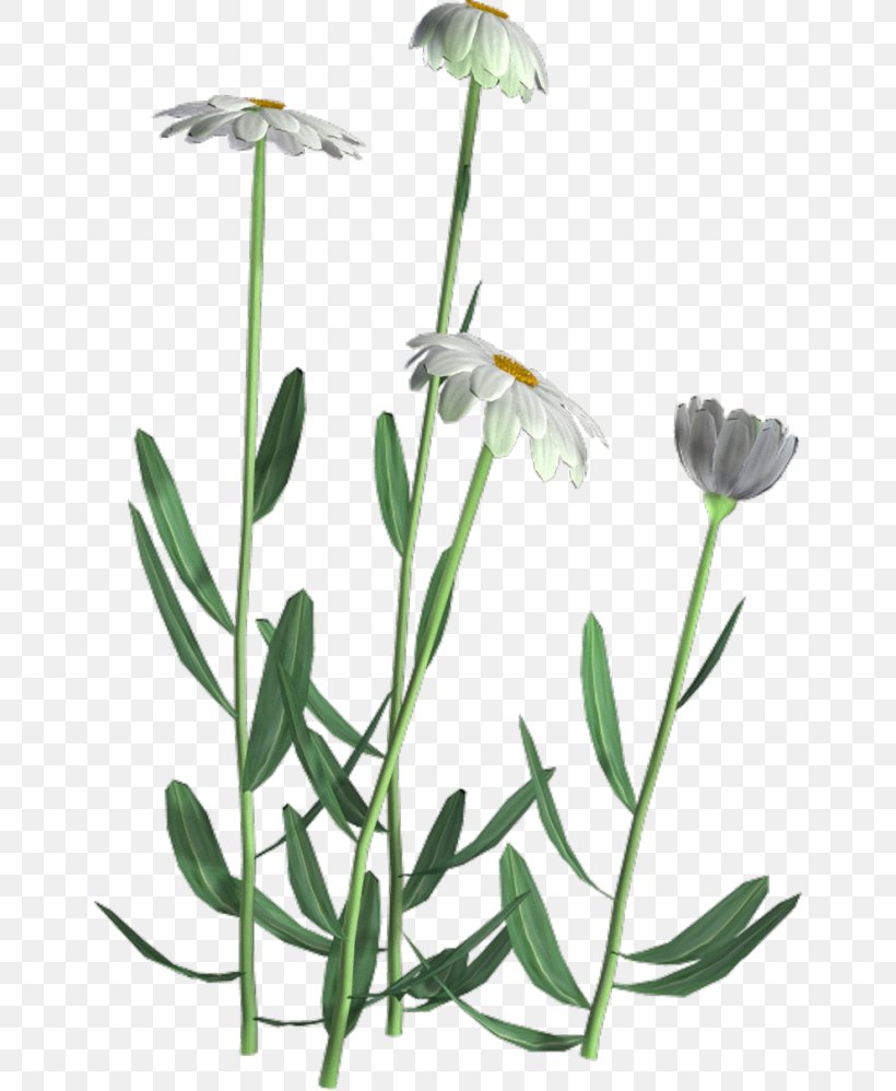 Flower Leaf Herbaceous Plant Tree Chrysanthemum ×grandiflorum, PNG, 650x998px, Flower, Branch, Chamomile, Chrysanthemum, Chrysanthemum Grandiflorum Download Free