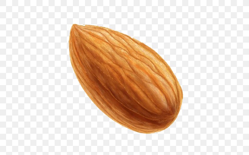 Nut Almond Icon, PNG, 564x510px, Nut, Almond, Application Software, Apricot Kernel, Cartoon Download Free