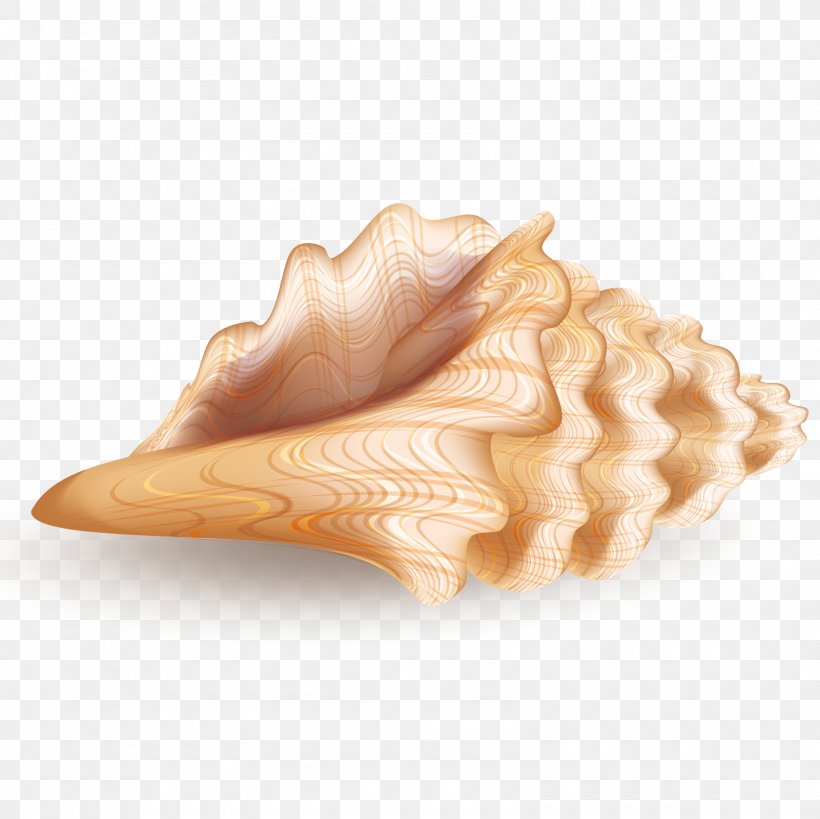 Seashell Euclidean Vector Computer File, PNG, 1600x1600px, 3d Computer Graphics, Seashell, Conch, Conchology, Ice Cream Cone Download Free