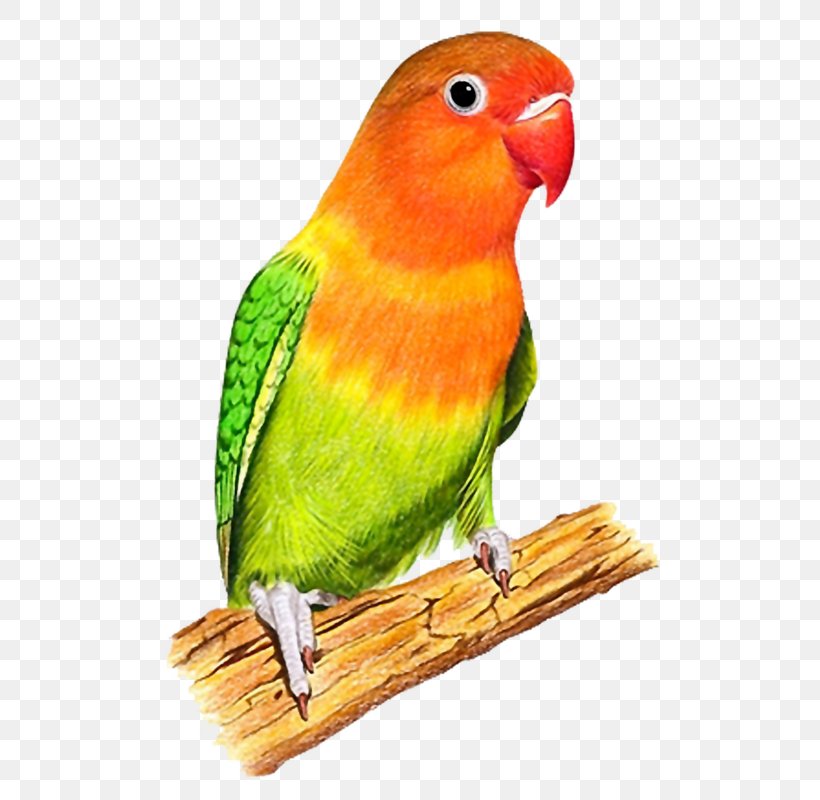 Budgerigar Lovebird Lilac-tailed Parrotlet, PNG, 600x800px, Budgerigar, Beak, Bird, Bird Supply, Common Pet Parakeet Download Free