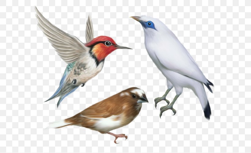 Hummingbird Clip Art, PNG, 640x501px, Hummingbird, Beak, Bird, Bird Feeders, Bird Flight Download Free