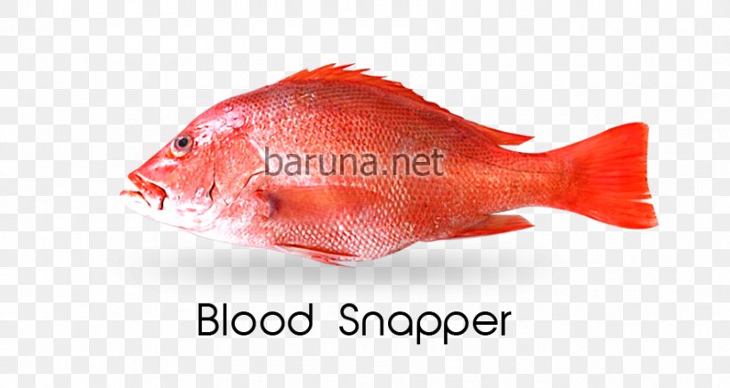 Northern Red Snapper Malabar Blood Snapper Nemipterus Virgatus PT. Nautical Blue Archipelago Fish, PNG, 886x472px, Northern Red Snapper, Animal Source Foods, Common Snappers, Drums, Fauna Download Free