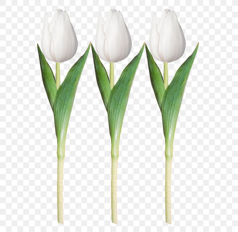 Tulip White Clip Art, PNG, 600x800px, Tulip, Arum, Calas, Cut Flowers, Flower Download Free