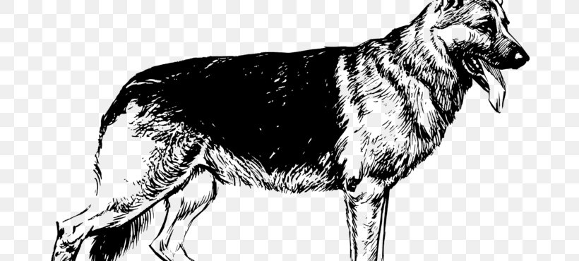 Wolf Drawing, PNG, 680x370px, German Shepherd, Ancient Dog Breeds, Black Norwegian Elkhound, Czechoslovakian Wolfdog, Dog Download Free