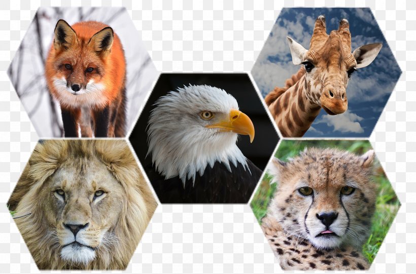 Animal Cheetah Giraffe Cat Lion, PNG, 1280x846px, Animal, Animal Rights, Animal Testing, Big Cat, Big Cats Download Free