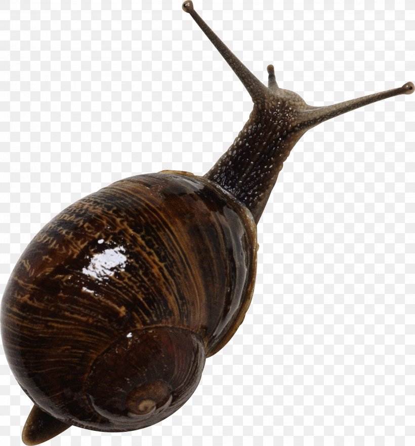 Emerald Green Snail Gastropods Seashell, PNG, 2781x2986px, Orthogastropoda, Cepaea, Gastropods, Grove Snail, Image File Formats Download Free