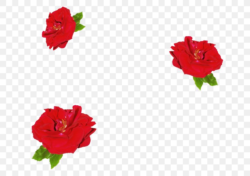 Garden Roses China Rose Petal Floribunda Clip Art, PNG, 650x578px, Garden Roses, Annual Plant, Carnation, China Rose, Clothing Accessories Download Free