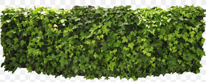 Hedge, PNG, 1409x567px, Hedge, Box, Display Resolution, Grass, Grass Gis Download Free