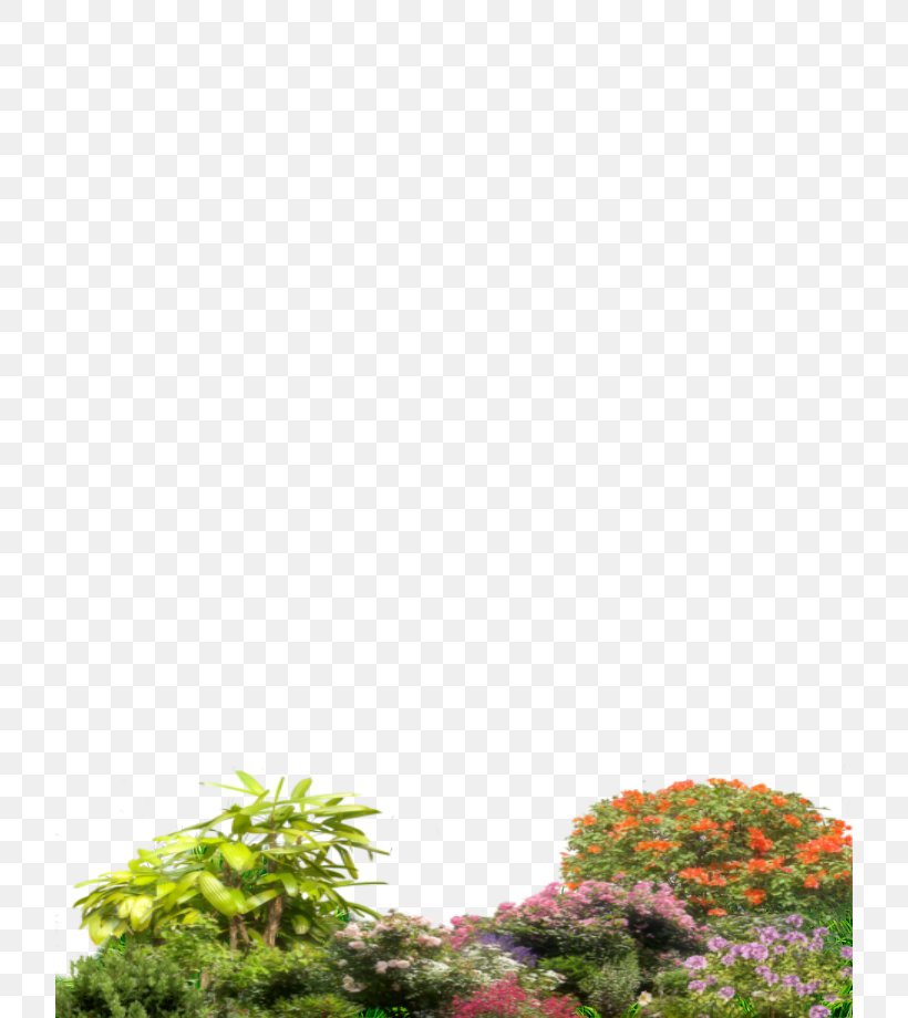 Tree Shrub Plant Photography, PNG, 720x920px, Tree, Email, Grass, Photography, Picture Frames Download Free