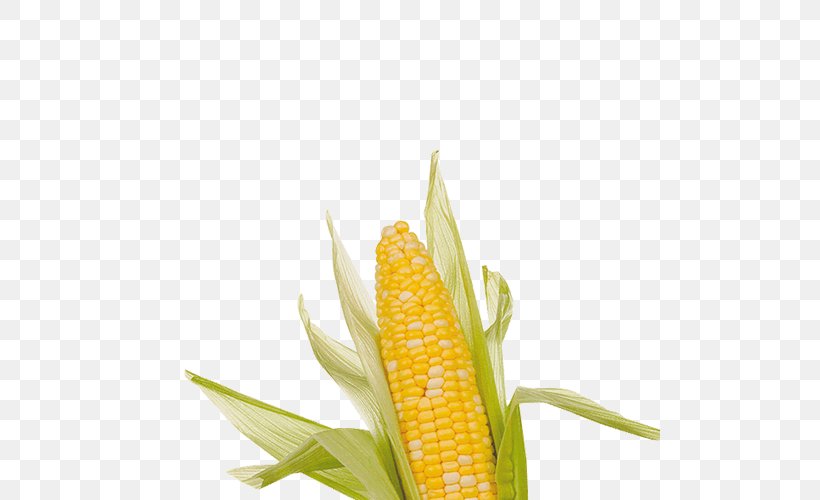 Corn On The Cob Maize Undertale Clip Art, PNG, 500x500px, Corn On The Cob, Animaatio, Blog, Commodity, Corncob Download Free