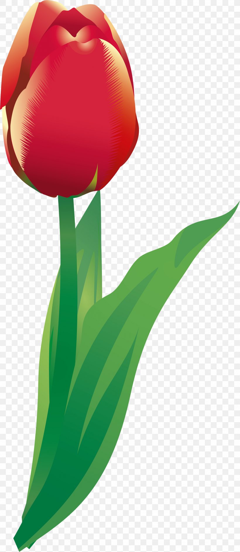 Flowering Plant Tulip Liliaceae Plant Stem, PNG, 2018x4636px, Flowering Plant, Family, Flora, Flower, Leaf Download Free