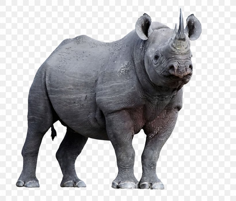 Javan Rhinoceros Horn Animal Endangered Species, PNG, 2200x1873px, Rhinoceros, Animal, Black Rhinoceros, Endangered Species, Horn Download Free