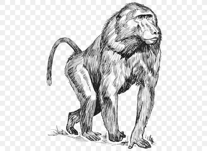 Mandrill Drawing Hamadryas Baboon Clip Art, PNG, 488x600px, Mandrill, Baboons, Big Cats, Black And White, Carnivoran Download Free