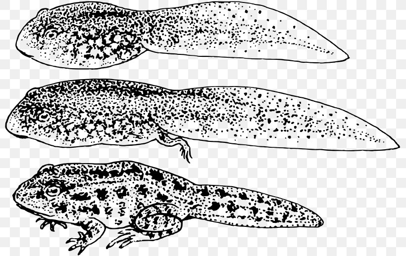 Common Frog Amphibian Tadpole Clip Art, PNG, 800x518px, Frog, Amphibian, Black And White, Cane Toad, Common Frog Download Free