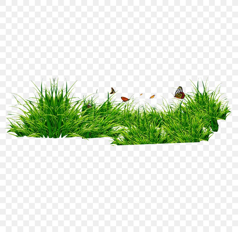Grasses Clip Art, PNG, 800x800px, Grasses, Editing, Flowerpot, Grass, Grass Family Download Free