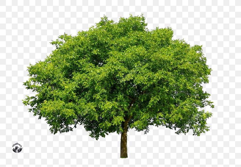Green On Limited Deciduous Tree Stock Photography Industry, PNG, 800x568px, Deciduous, Branch, Business, Consultant, Distribution Download Free