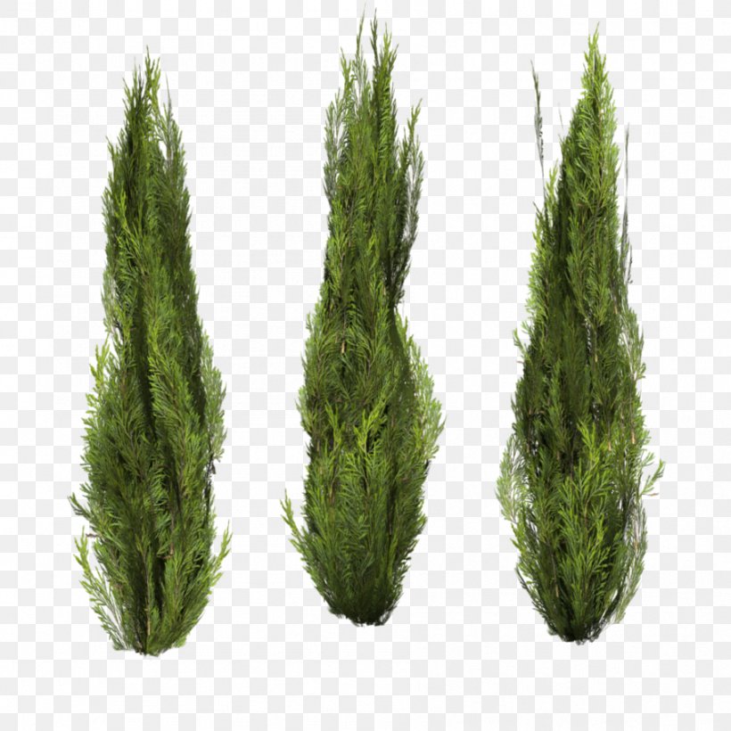 Shrub Tree Plant Clip Art, PNG, 894x894px, Shrub, Biome, Conifer, Cypress Family, Diagram Download Free