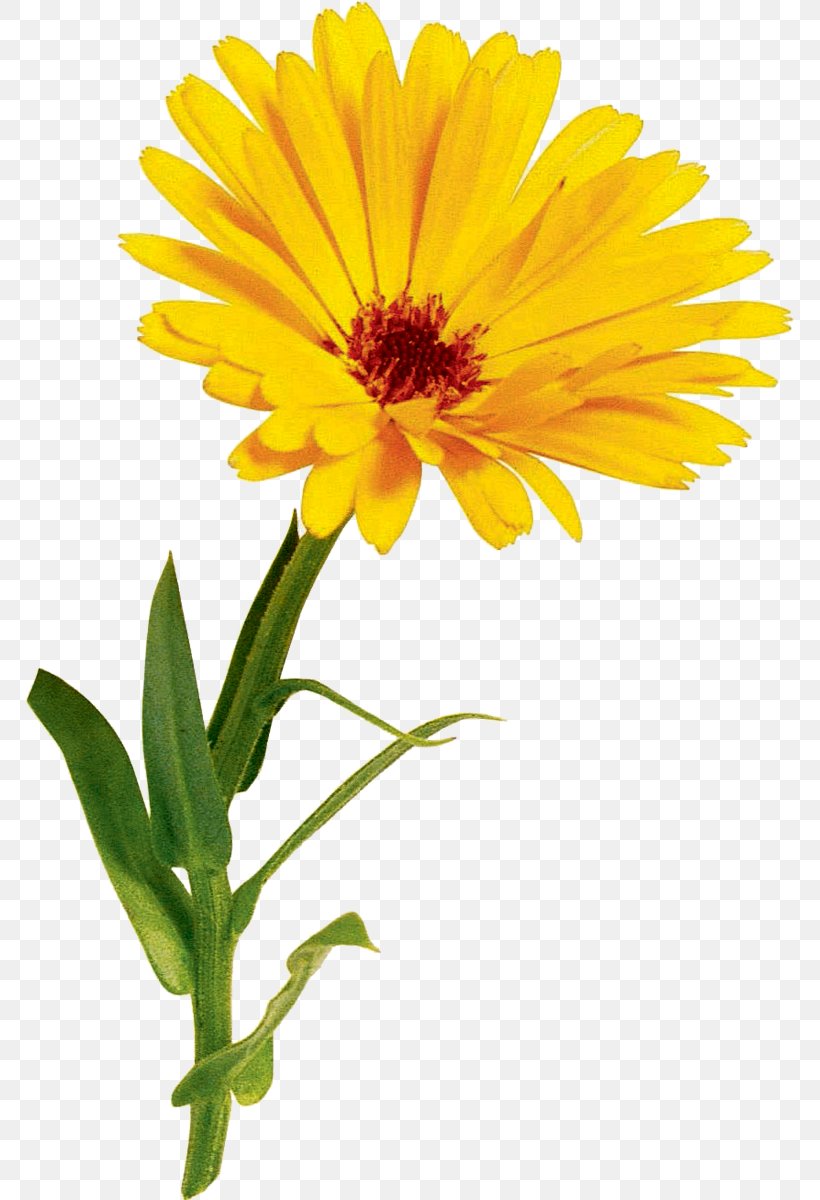 Oxeye Daisy Hyundai Motor Company Chrysanthemum, PNG, 769x1200px, Oxeye Daisy, Annual Plant, Calendula, Chrysanthemum, Chrysanthemum Coronarium Download Free