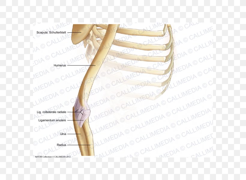 Thumb Elbow Bone Shoulder Acromion, PNG, 600x600px, Watercolor, Cartoon, Flower, Frame, Heart Download Free