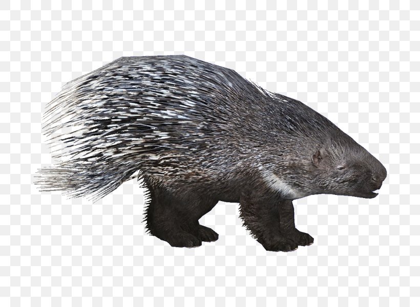 Zoo Tycoon 2 Crested Porcupine Beaver Rodent, PNG, 800x600px, Zoo Tycoon 2, Animal, Beaver, Cape Porcupine, Carnivoran Download Free