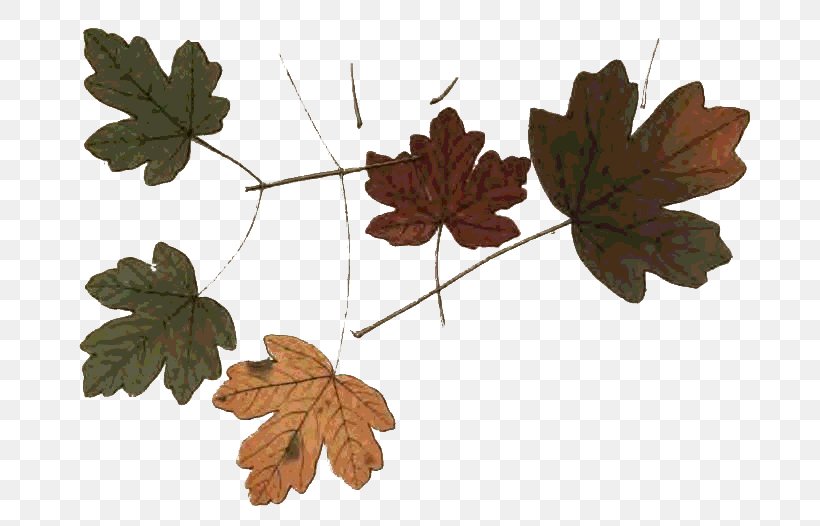 Autumn Maple Leaf Northern Hemisphere Photography, PNG, 690x526px, Autumn, Autumn Leaf Color, Branch, Gimp, Leaf Download Free